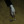 black_goat